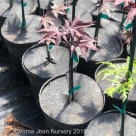 Variety local grafted Japanese Maples item