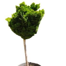 Dwarf Hinoki Cypress item
