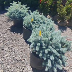 Dwarf Blue Spruce item