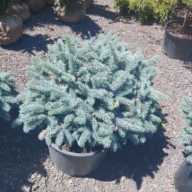 Dwarf Blue Spruce item