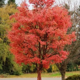 Paperbark Maple item