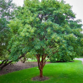 Paperbark Maple item