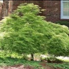 'Viridis' Japanese maple item