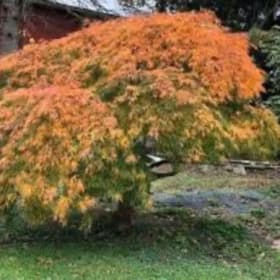 'Viridis' Japanese maple item