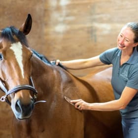 Equine Chiropractic Assessment, $235 Value item