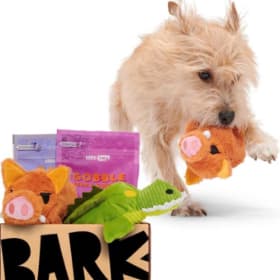 Bark Box Special item