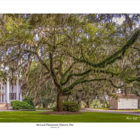 Fine Art Photography ”The Witness Tree” item