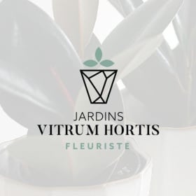 3 plantes non toxiques pour chat item