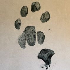 Snow Leopard Paw Print item