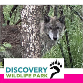 Family Pass (3 of 3)- Donated by Discovery Wildlife Park item