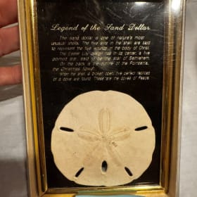 T38 Sand Dollar Picture item