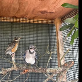 Fledgling item