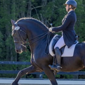 2 Dressage Lessons on a Dressage Schoolmaster! item