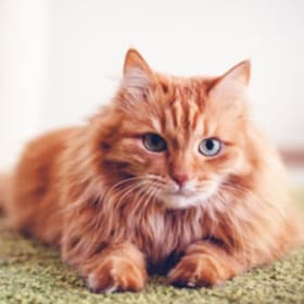 76. #2 Pet Sitting for 1 week item