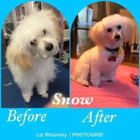 $70 gift certificate to Poochies Dog Grooming, LLC item