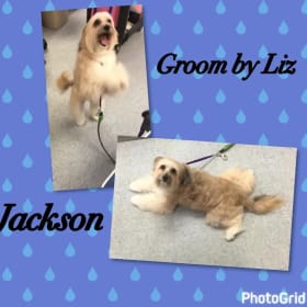 $70 gift certificate to Poochies Dog Grooming, LLC item