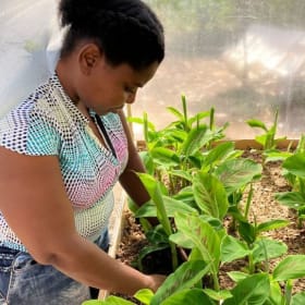 6. Plant 50 trees - Haiti item