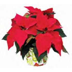 Winter Wonderland 6” - RED Poinsettia item