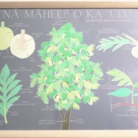 48. Bombucha Bag + Kahuaʻāina Māhele o ka ʻUlu Pelaha item