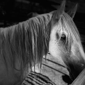 Black and White Photo with Matte item