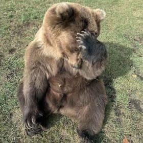 20. Wildlife Adventure #1 item