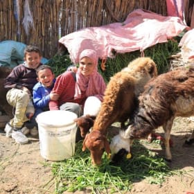 4.  A dozen baby chicks - Egypt item