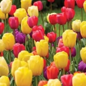 Tulip Bulbs item