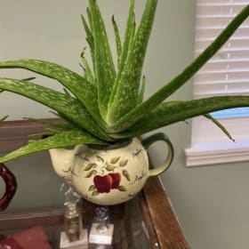 Teapot of Aloe 8 item