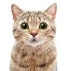 75. #1 Pet Sitting for 1 week item