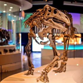 Explore, Discover & Wonder 🧪🦕 item