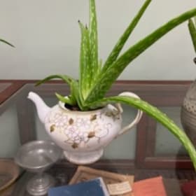 Teapot of Aloe 5 item