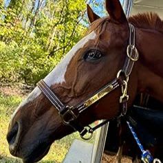 Leather Halters item