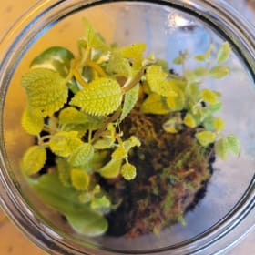 Medium Glass Terrarium item