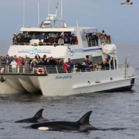 Island Packers Cruises item