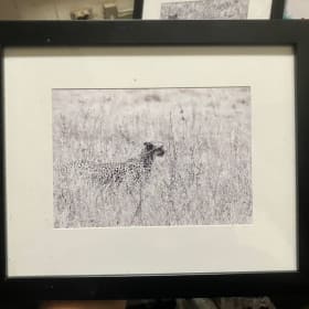 Framed Cheetah Photo item