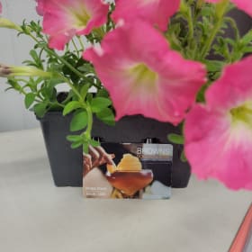 $30.00 Browns Socialhouse GC item