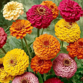 ZINNIA - MIXED 9" item