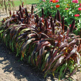 ORNAMENTAL MILLET 9" item