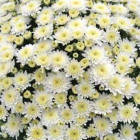 MUMS - WHITE 9" item