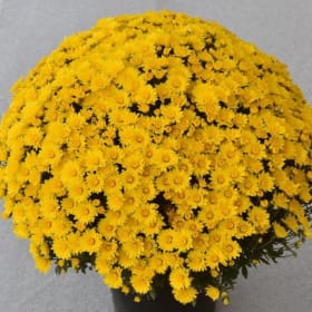 MUMS - YELLOW 9" item