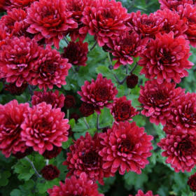 MUMS - RED 9" item