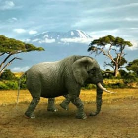 Luxury South Africa Photo Safari item