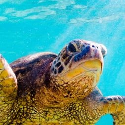 Tropical Paradise or Celtic Charm: Hawaii or Ireland item