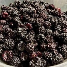 Wild Black Raspberries - hyperlocal item