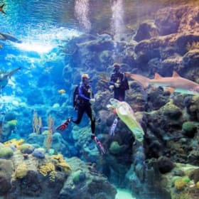 Family Four Pack of Tickets to The Florida Aquarium item