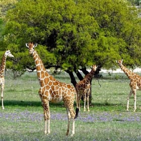 Ox Safari Adventure item