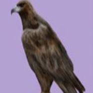 Pa – uta’p ▪ Eagle Sponsor item