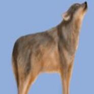 Clam Paya Yuye ▪ Wolf Sponsor item