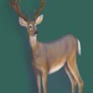 Panama ▪ Deer Sponsor item