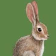 Kiejuēn ▪ Rabbit Sponsor item